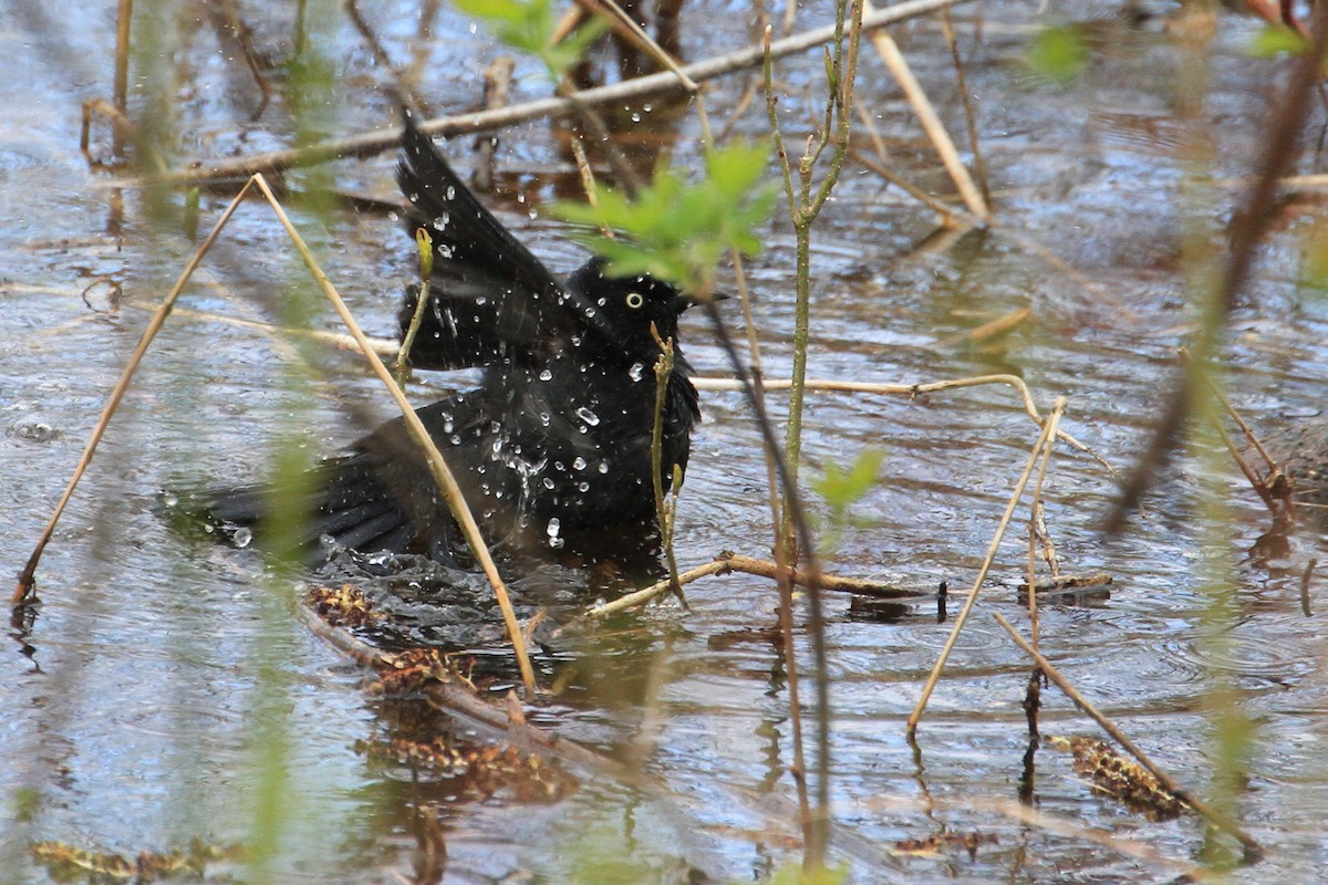 Rusty Blackbird - ML635164287