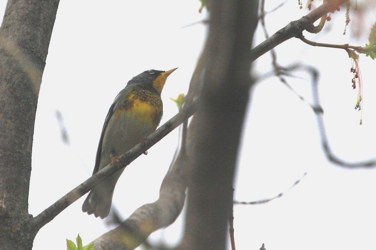 Northern Parula - ML635164292