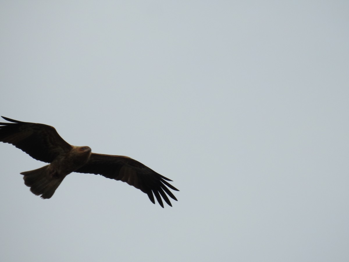 Whistling Kite - ML63516431