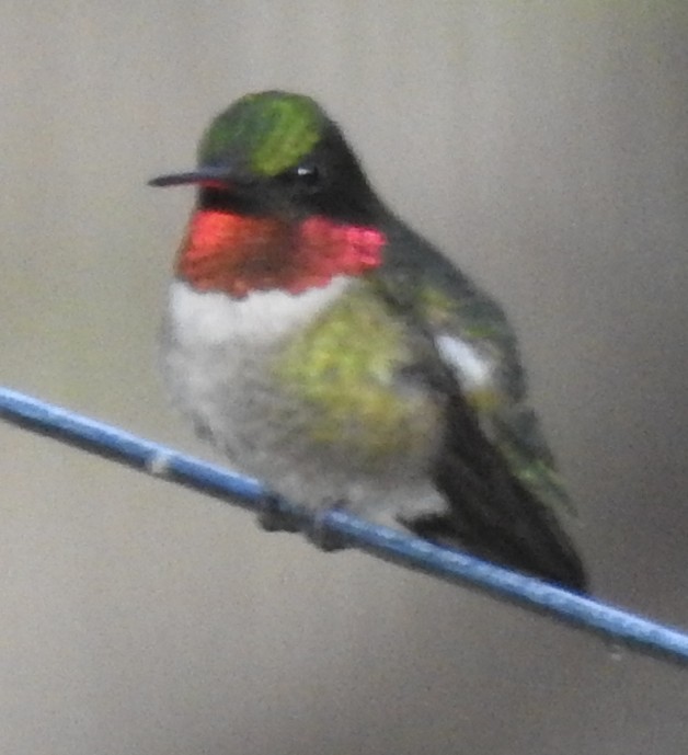 Ruby-throated Hummingbird - ML635164321