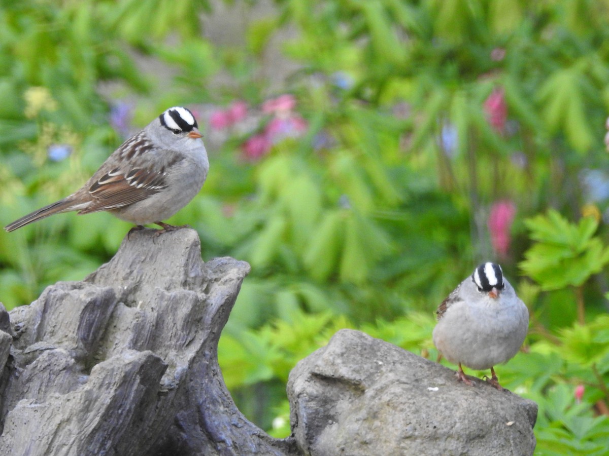 White-crowned Sparrow - ML635164331