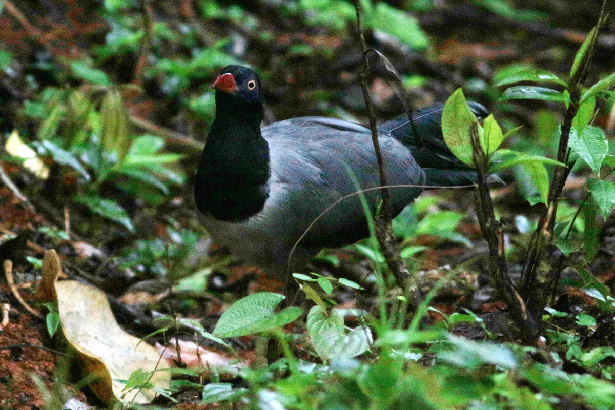 Coral-billed Ground-Cuckoo - ML635164431