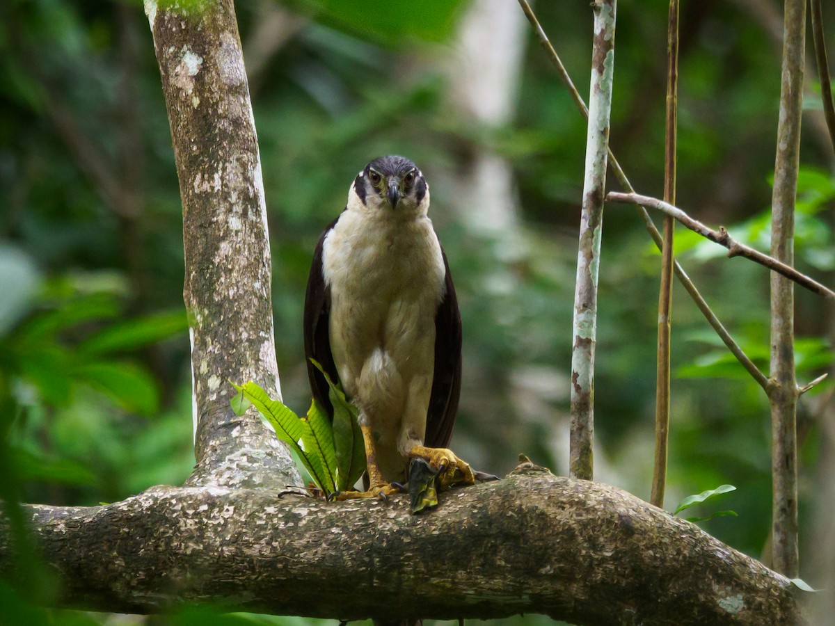 Slaty-backed Forest-Falcon - ML635164494
