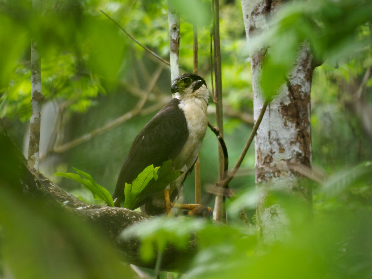 Slaty-backed Forest-Falcon - ML635164495