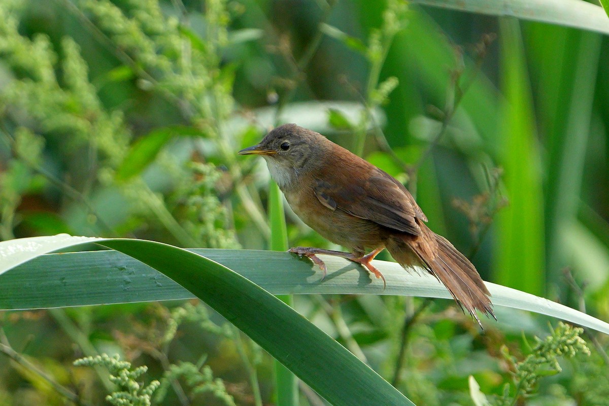 Little Rush Warbler - ML635164643