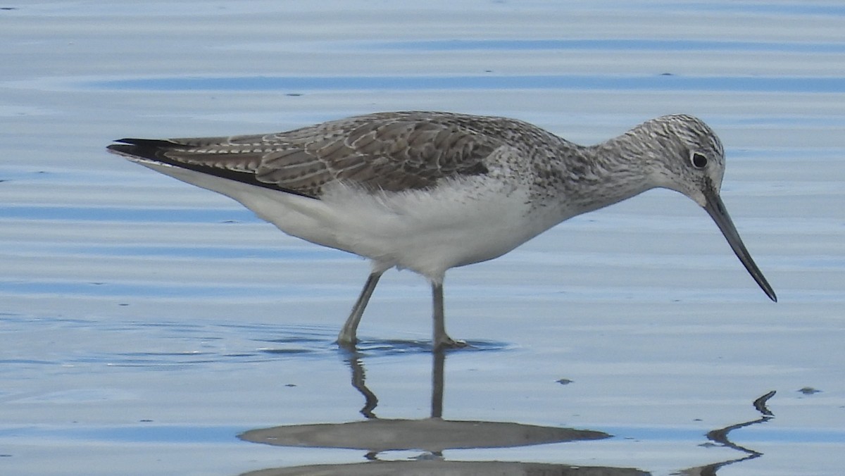 Үхэр хөгчүү - ML635164730