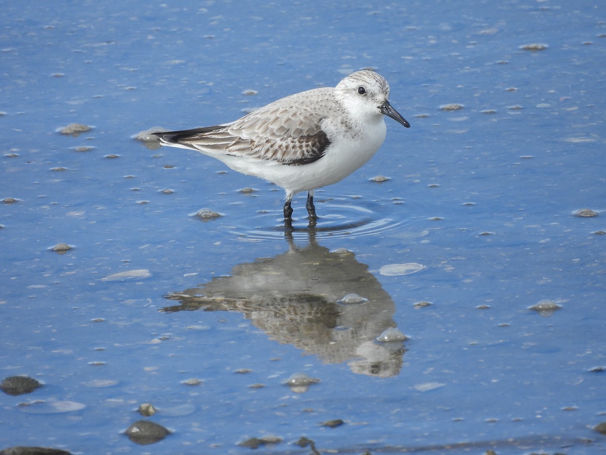 Гурвалж элсэг - ML635164735