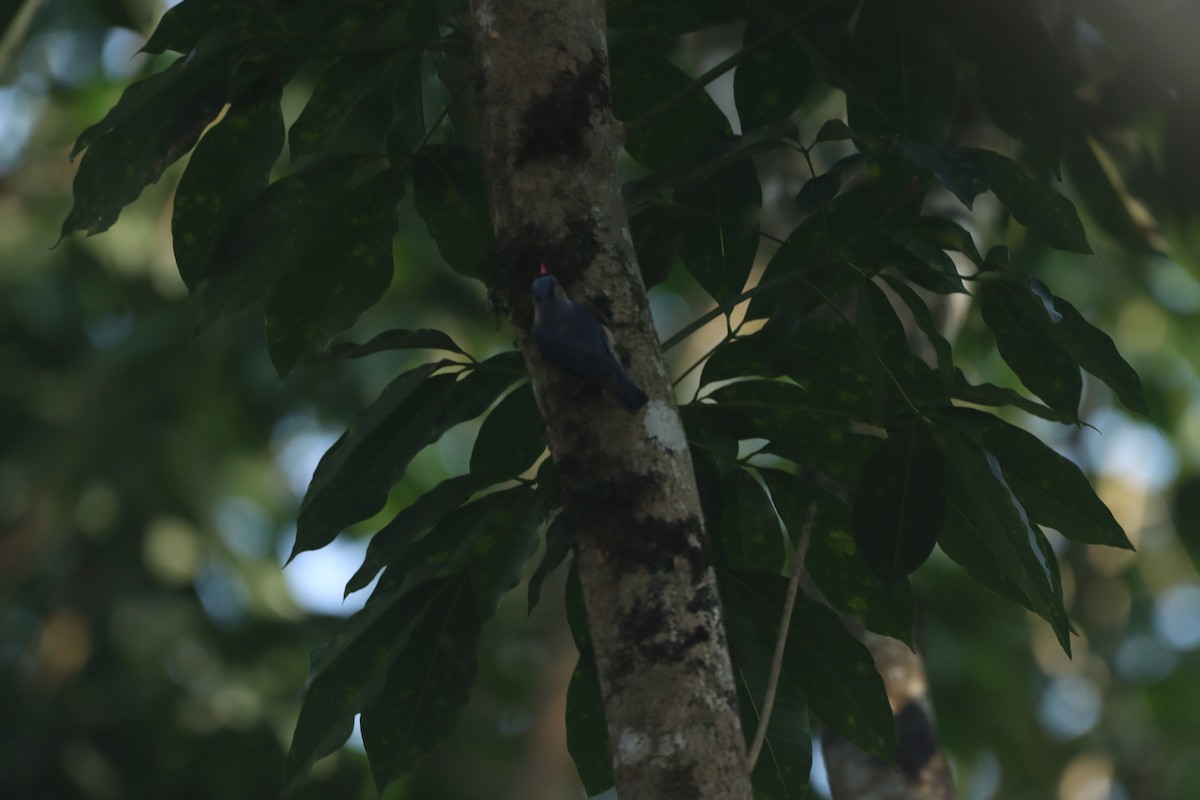 Velvet-fronted Nuthatch - ML635164738