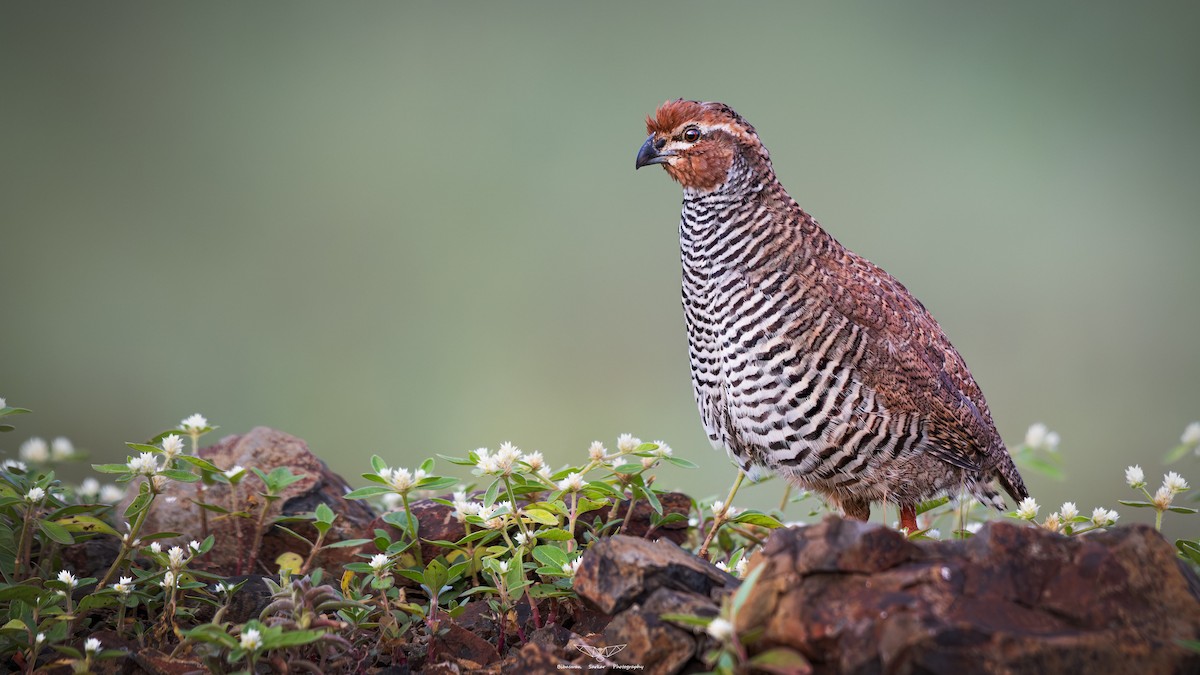 Perdicilla Argundá - ML635164765