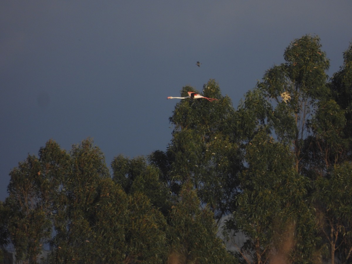 Ягаан нал - ML635164984