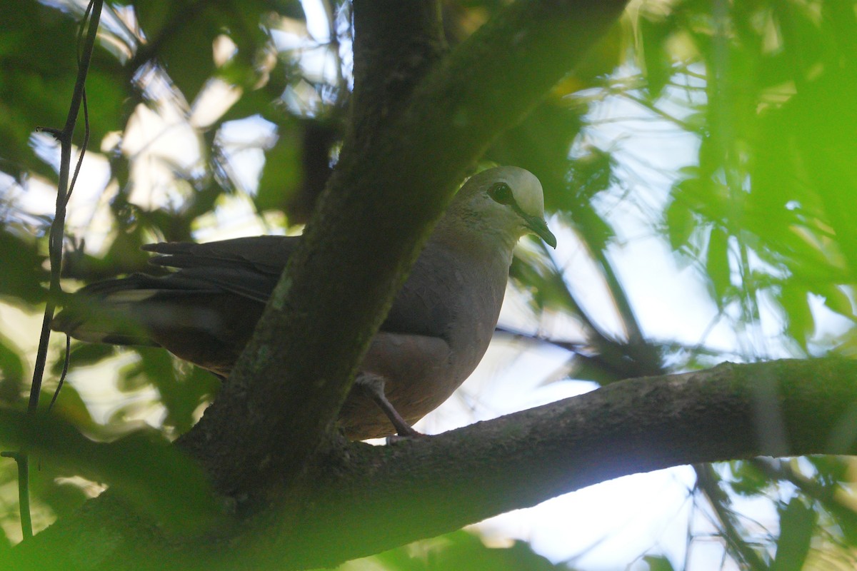 Lemon Dove (Lemon) - ML635165037