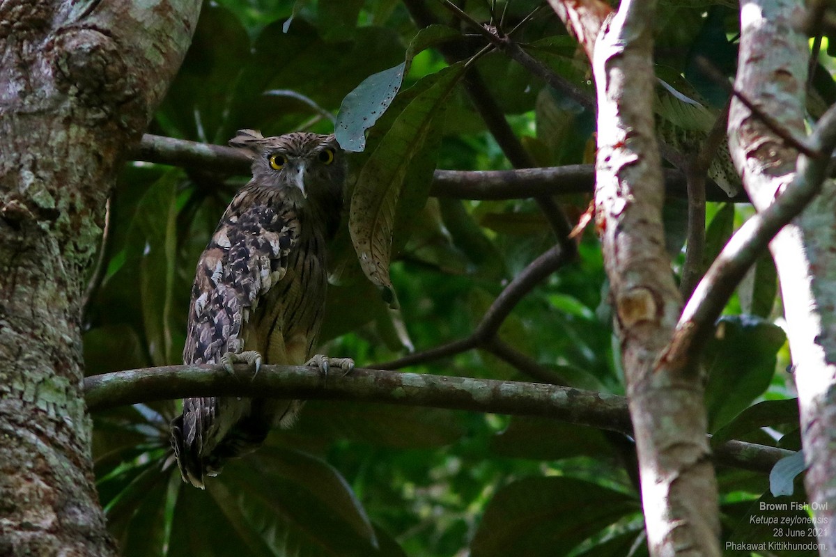 Brown Fish-Owl - ML635165088