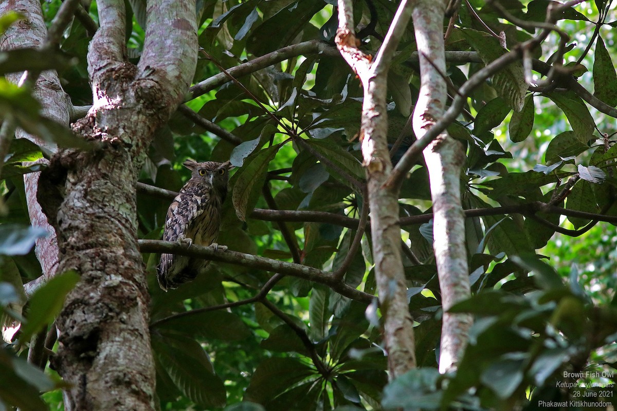 Brown Fish-Owl - ML635165089