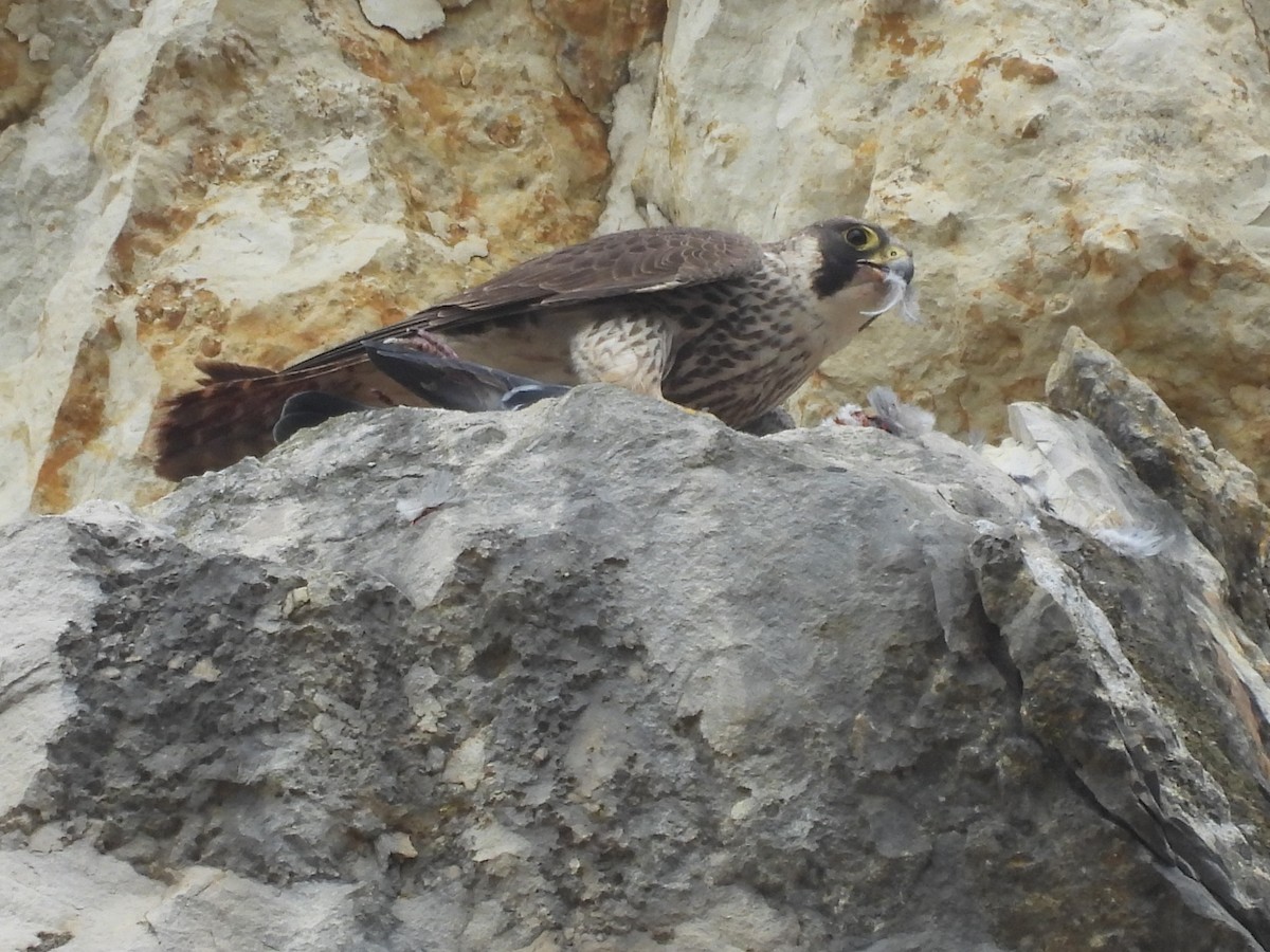 Эгэл шонхор - ML635165106