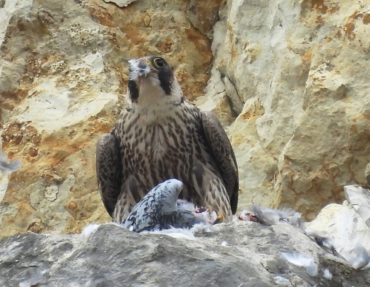 Эгэл шонхор - ML635165107