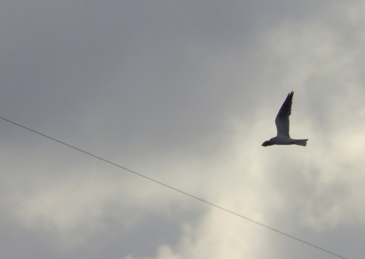 White-tailed Kite - ML63516511