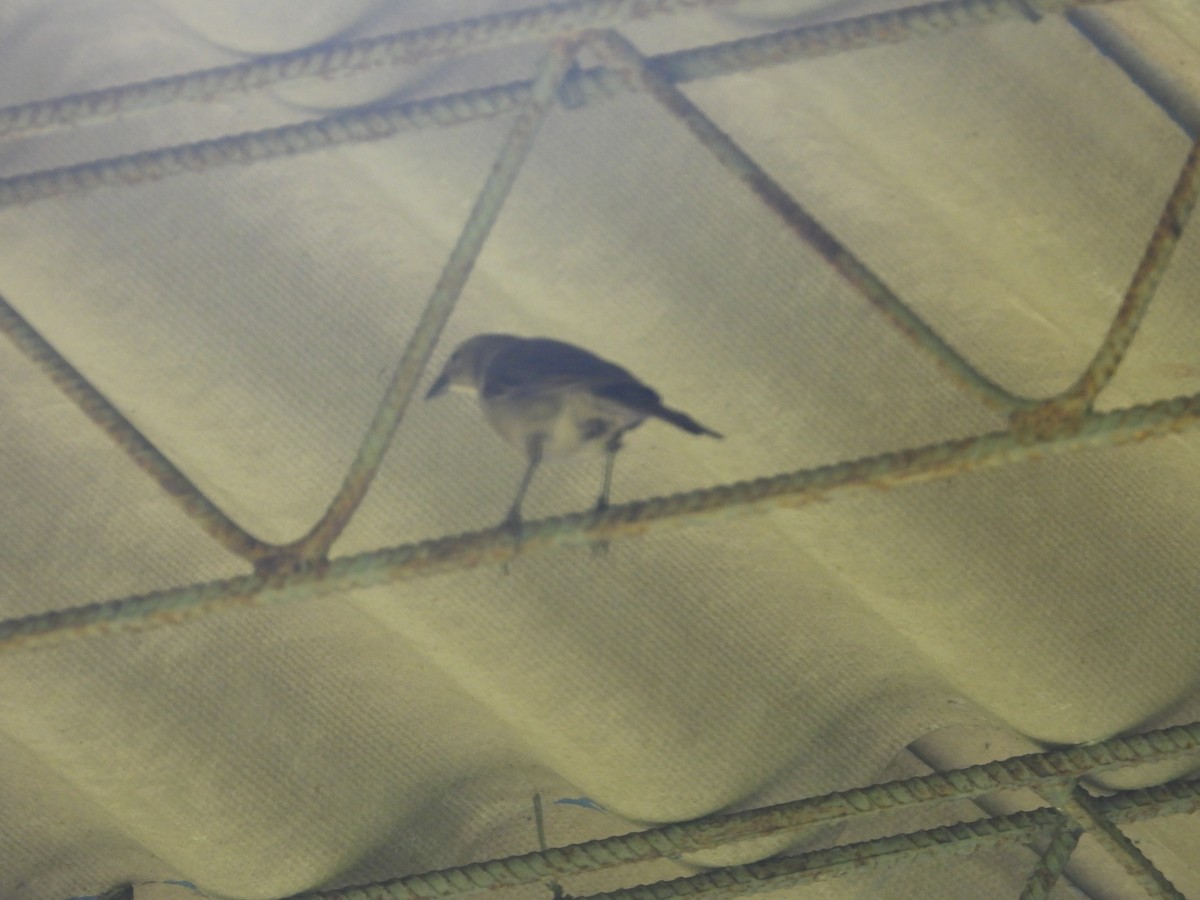 Black-billed Thrush - ML635165154