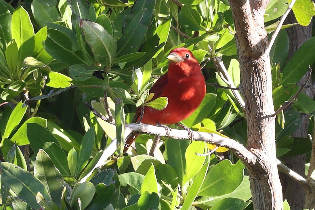 Summer Tanager - ML635165195