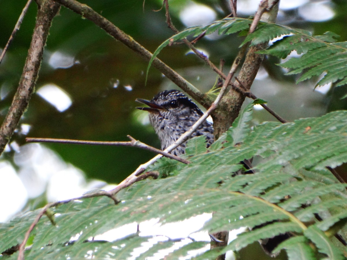Scaled Antbird - ML635165203