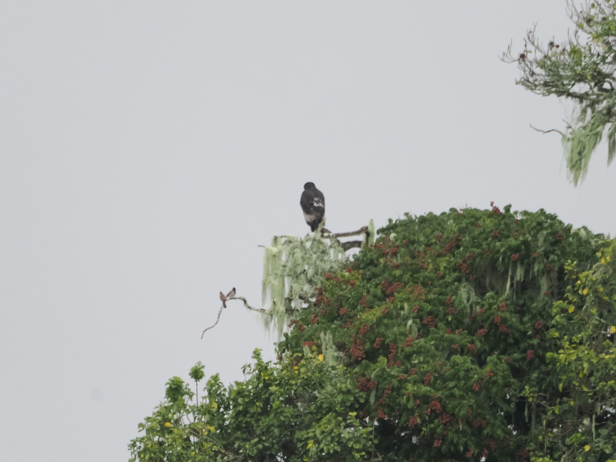Augur Buzzard (Augur) - ML635165207