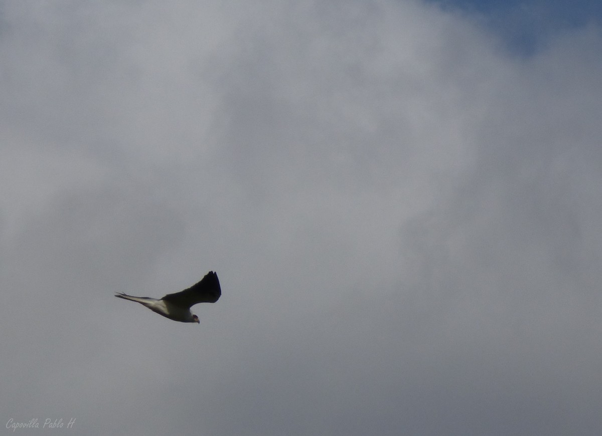White-tailed Kite - ML63516521