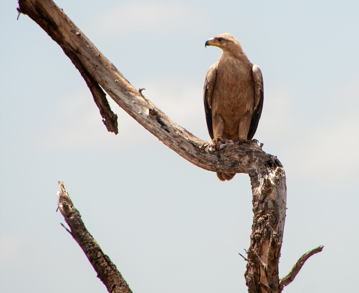 Tawny Eagle - ML635165252