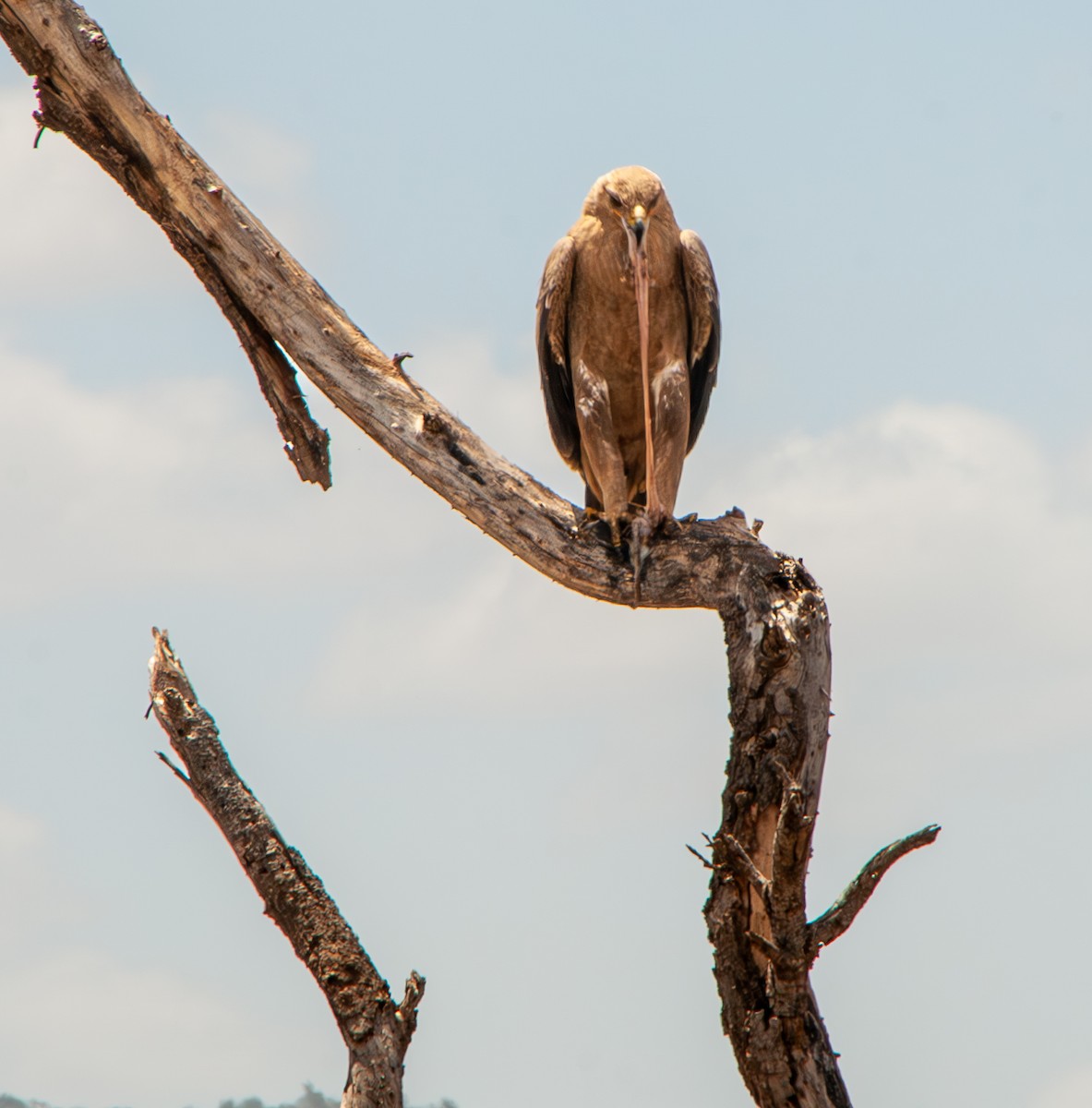 Tawny Eagle - ML635165253