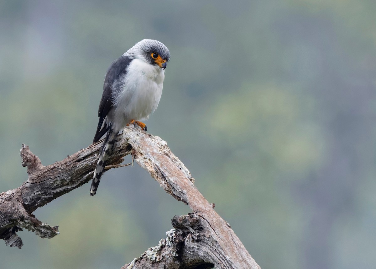 White-rumped Falcon - ML635165409