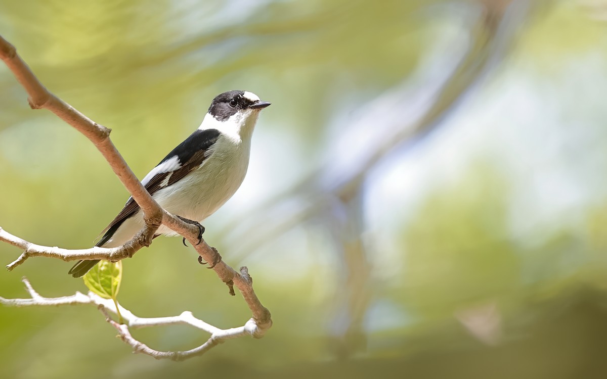 Collared Flycatcher - ML635165469