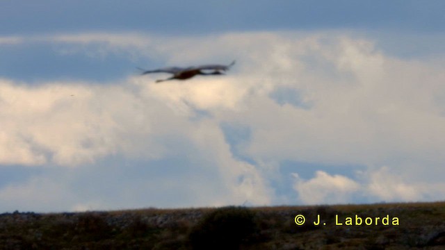Common Crane - ML635165487