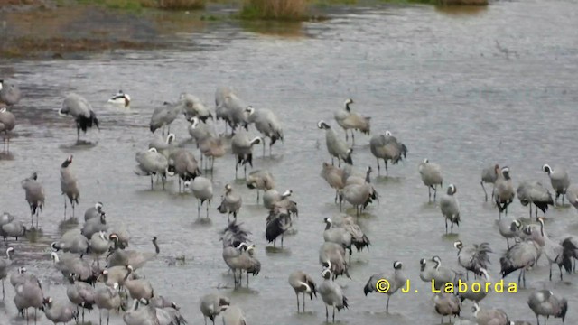 Common Crane - ML635165489