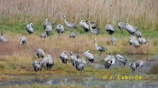 Common Crane - ML635165490