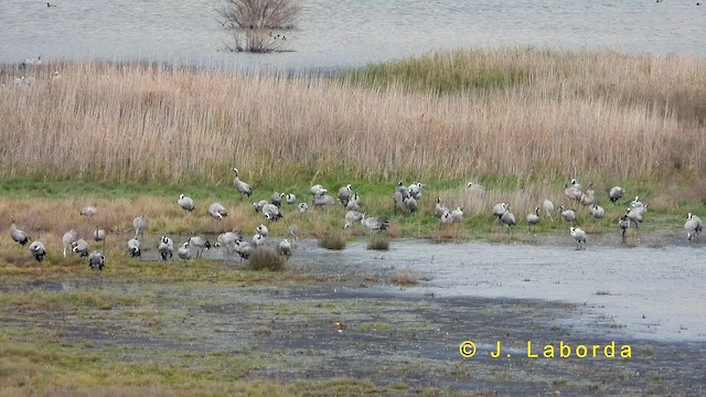 Common Crane - ML635165491