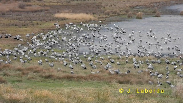 Common Crane - ML635165493