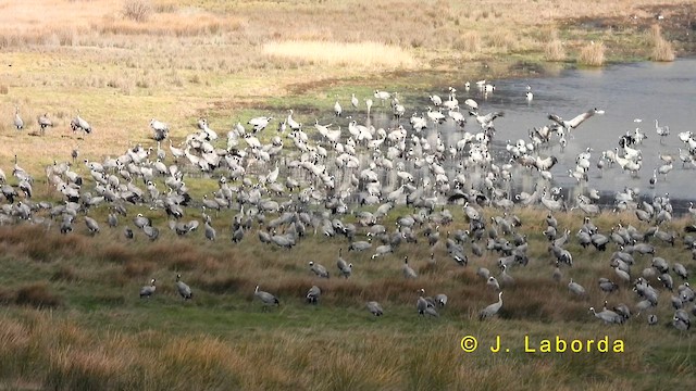 Common Crane - ML635165495