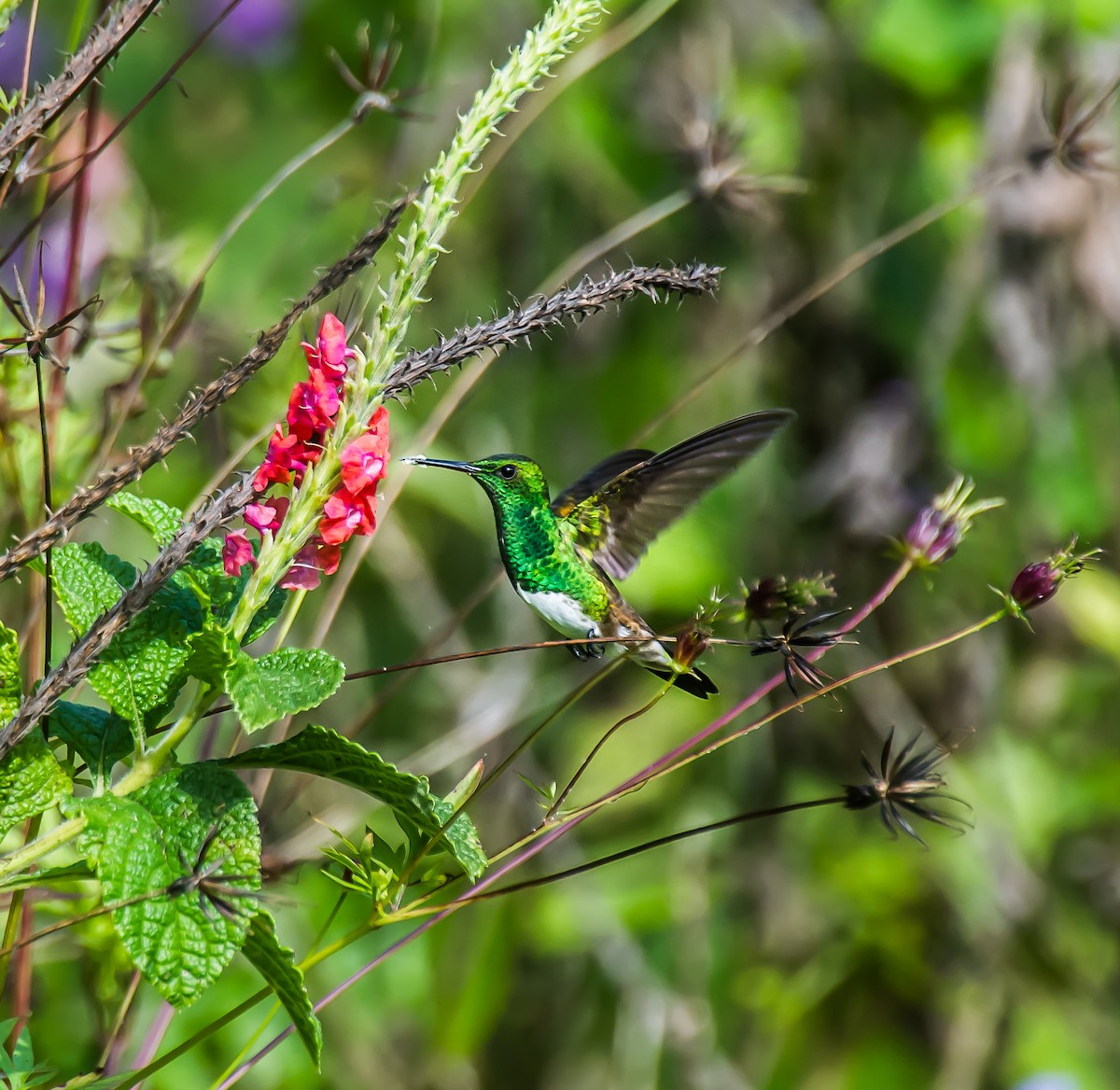 Snowy-bellied Hummingbird - ML635165576