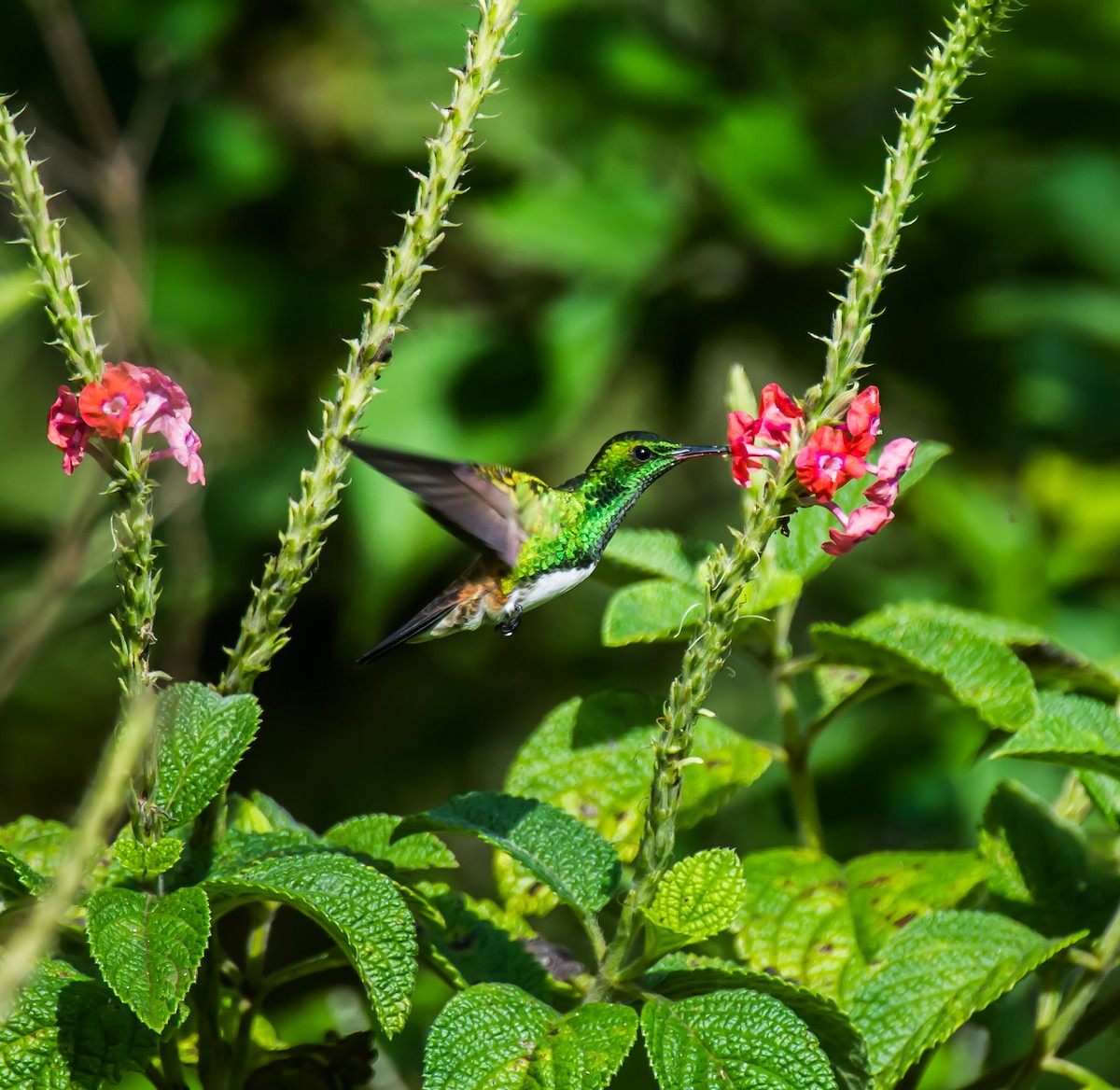 Snowy-bellied Hummingbird - ML635165577