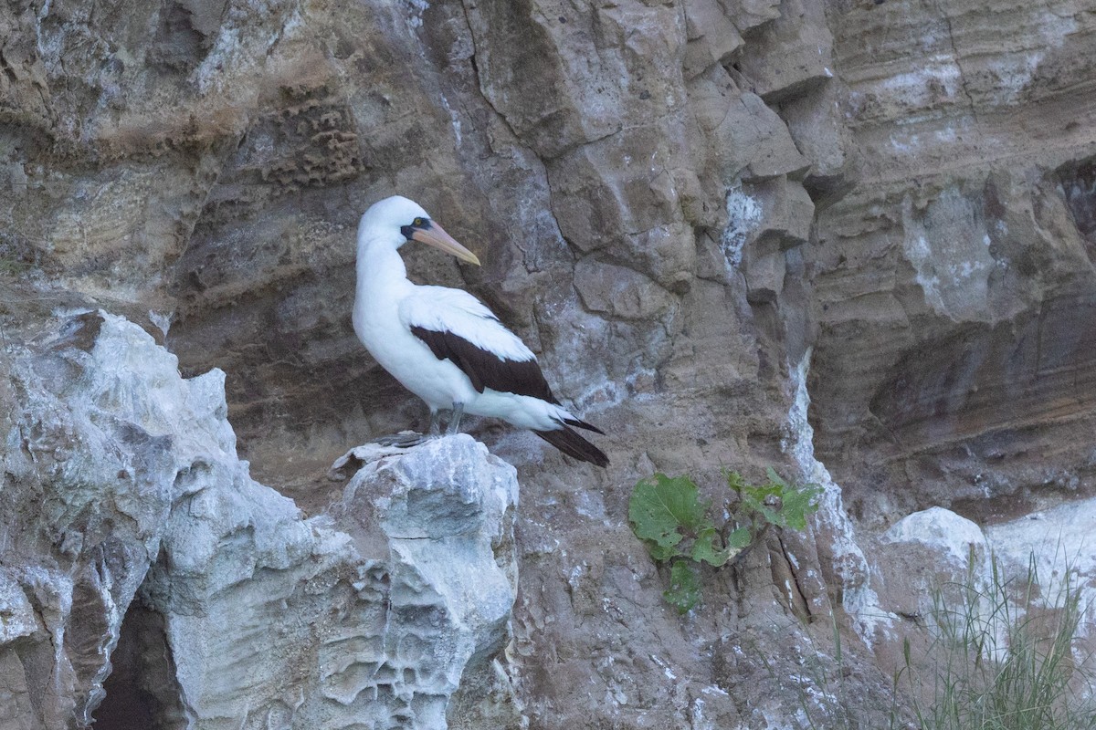 Nazca Booby - ML635165726