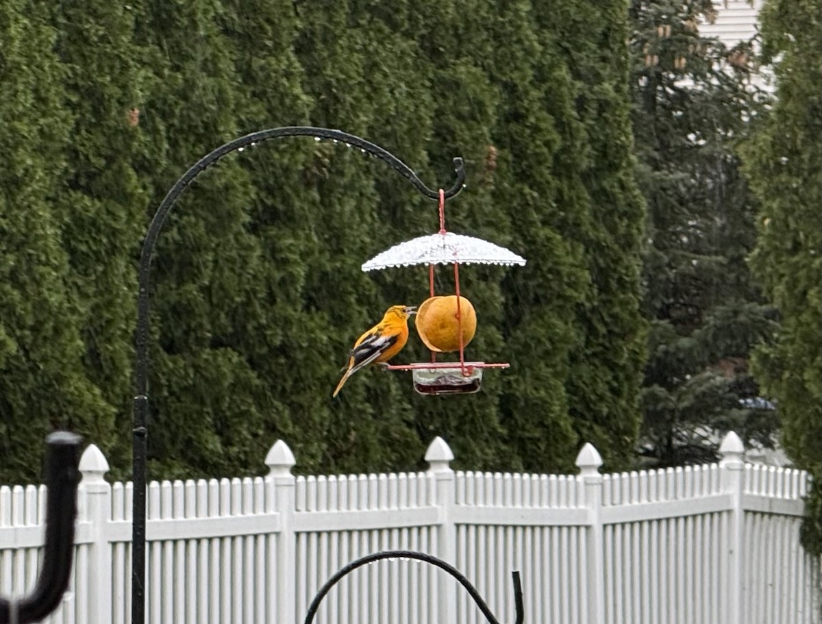 Baltimore Oriole - ML635165907