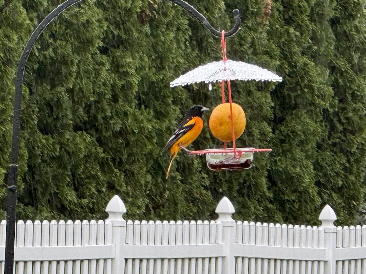Baltimore Oriole - ML635165908