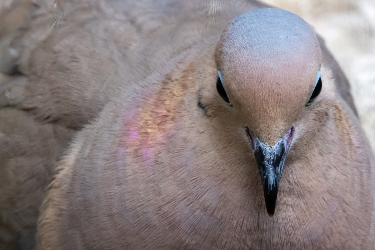 Mourning Dove - ML635165983