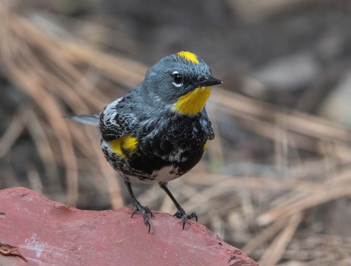 Yellow-rumped Warbler (Audubon's) - ML635165993