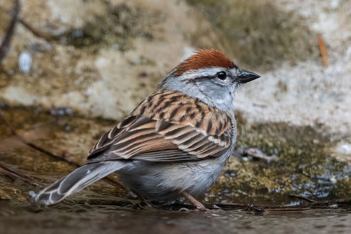 Chipping Sparrow - ML635166006