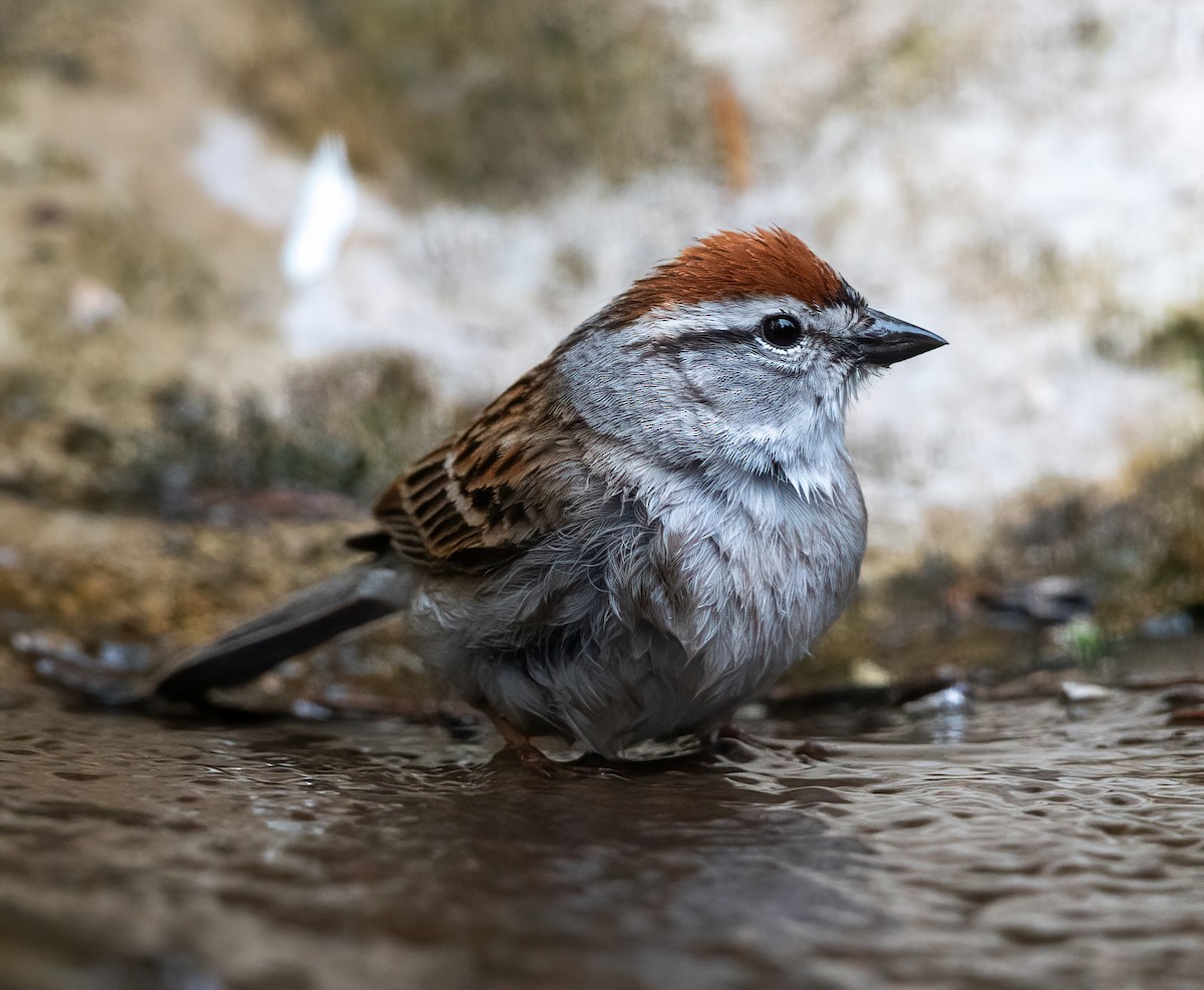 Chipping Sparrow - ML635166007
