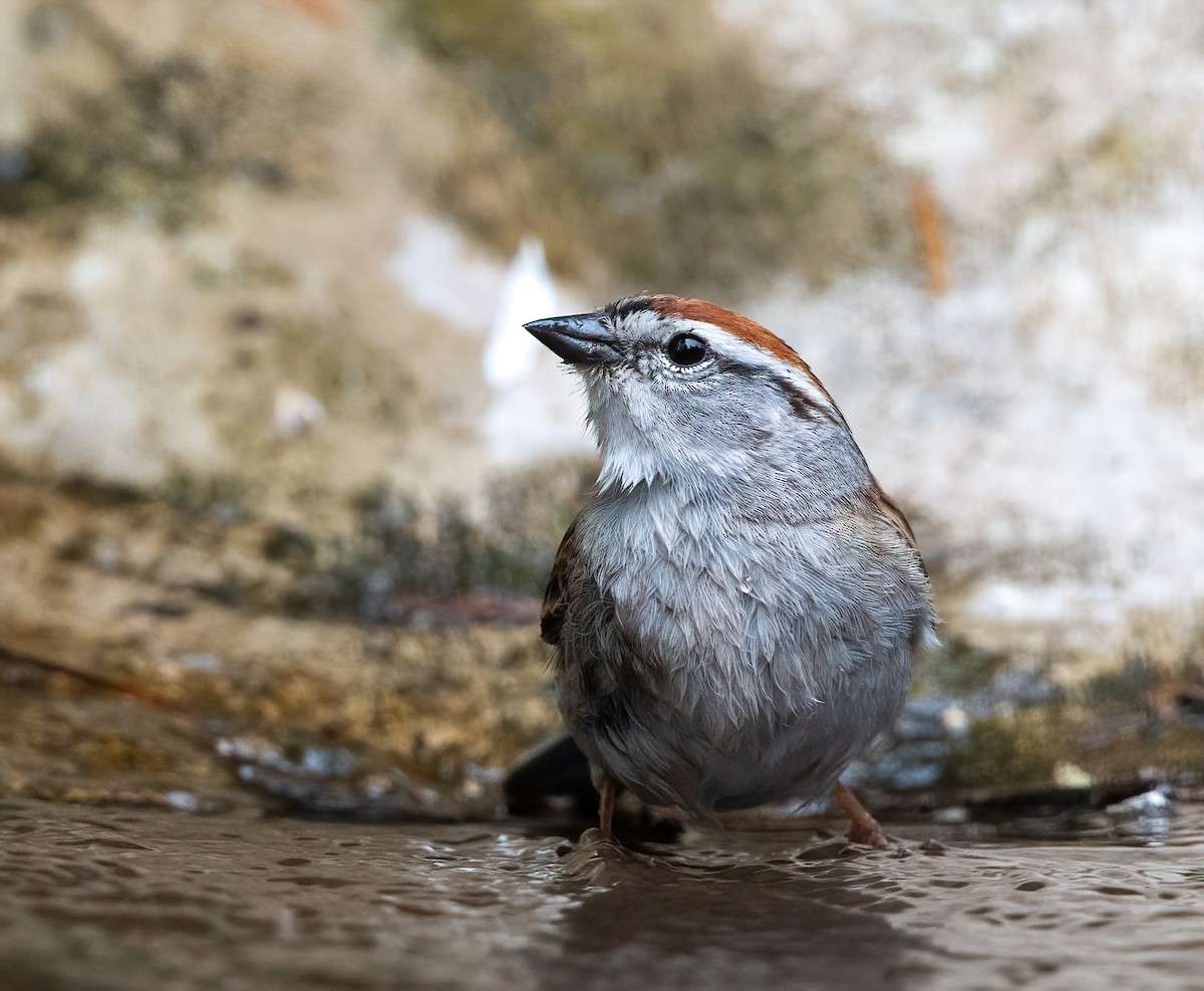Chipping Sparrow - ML635166008