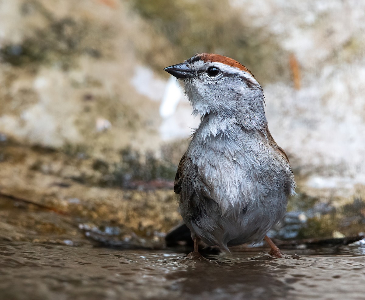 Chipping Sparrow - ML635166009