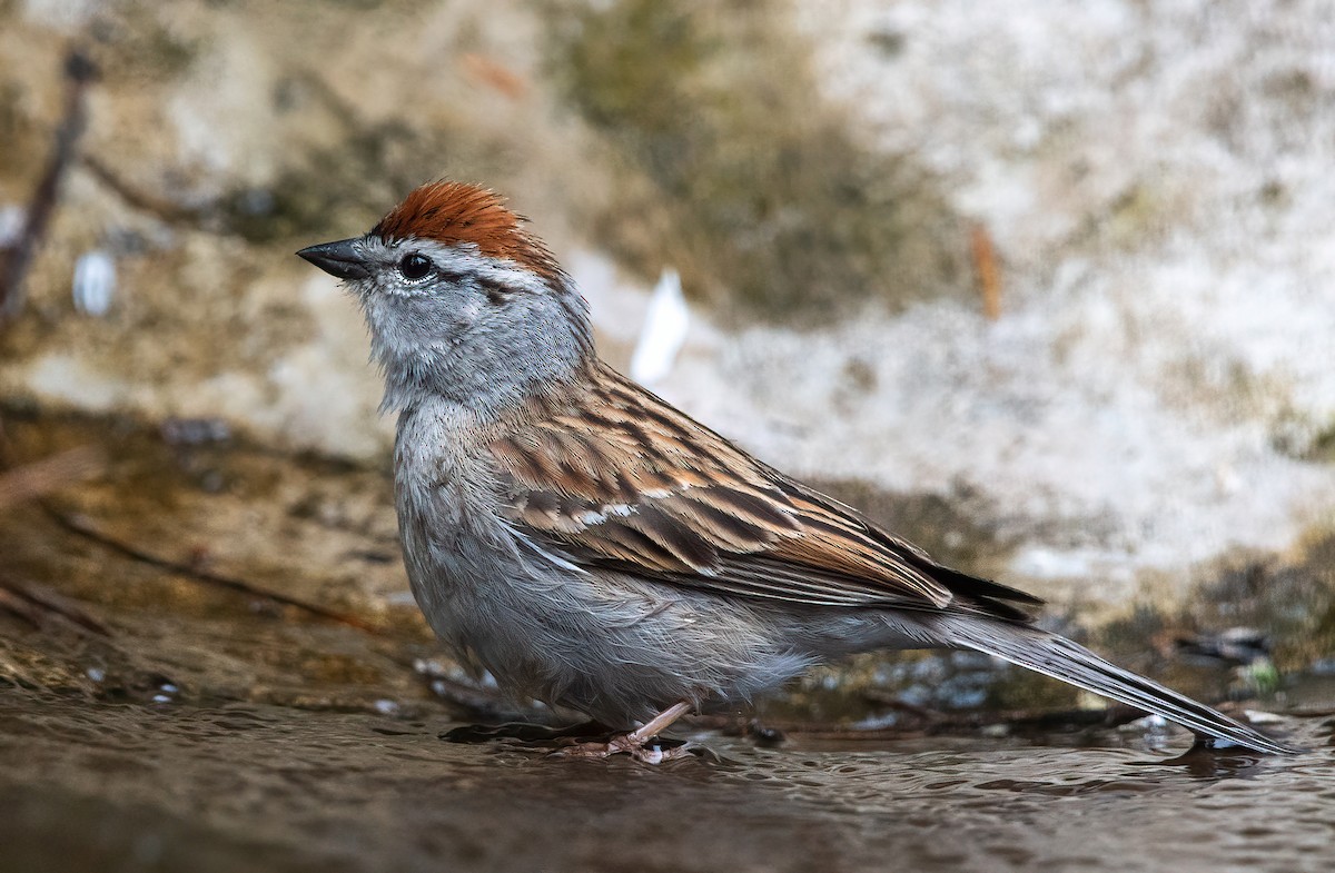 Chipping Sparrow - ML635166010