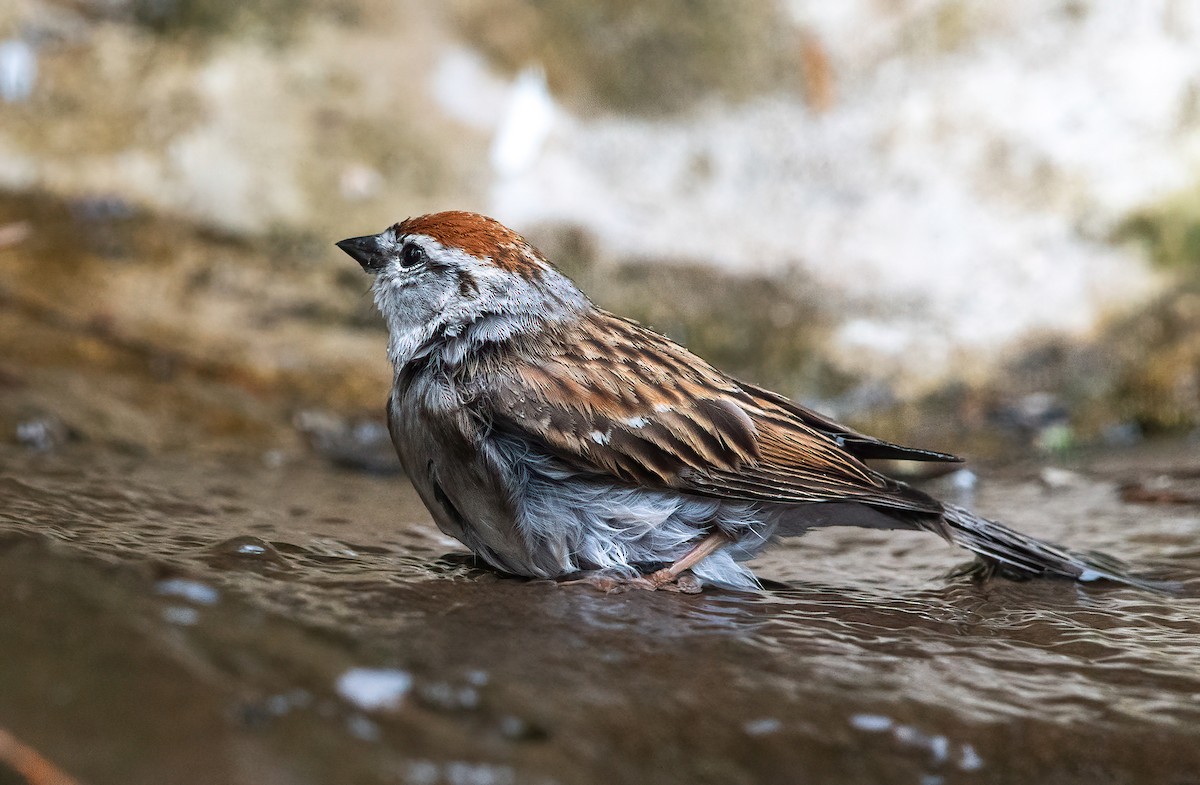 Chipping Sparrow - ML635166011
