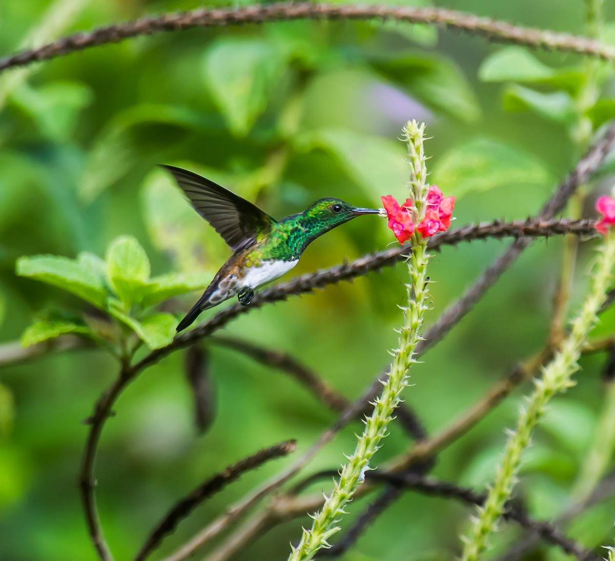 Snowy-bellied Hummingbird - ML635166025