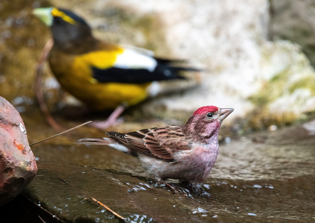 Cassin's Finch - ML635166027